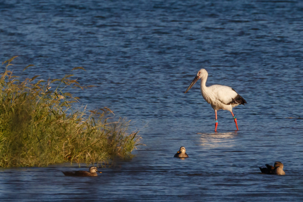 Oriental White Stork 2