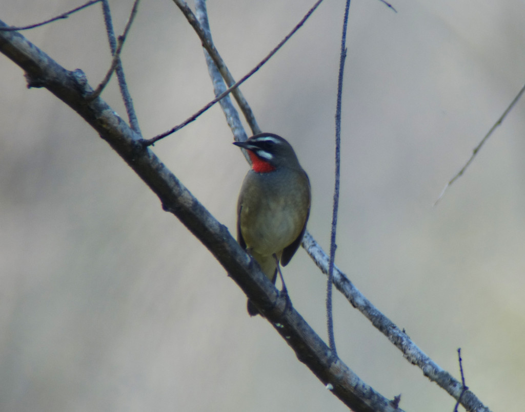 RS-rubythroat_russia sep 2015 342