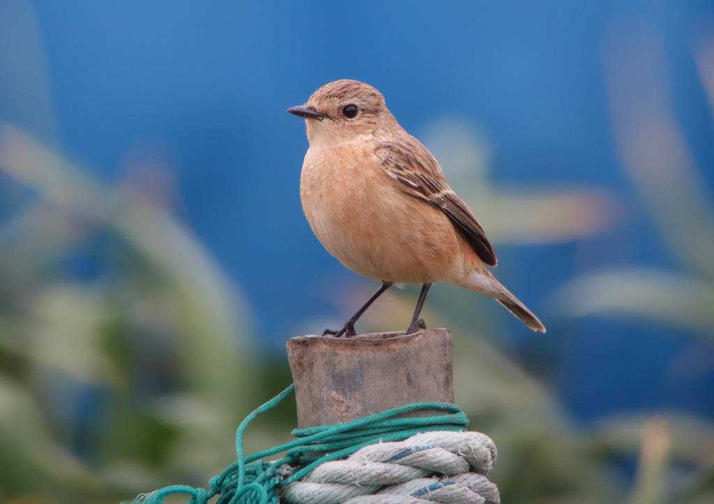 SStonechat_JL_Apr5