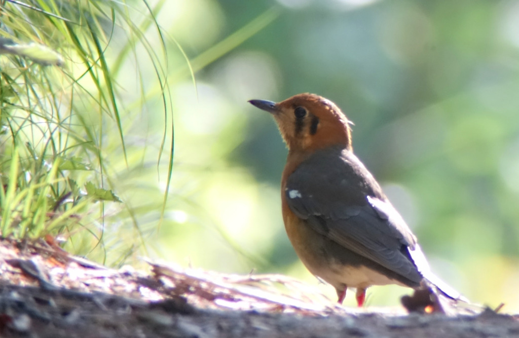 OHthrush4_May21_RS1_