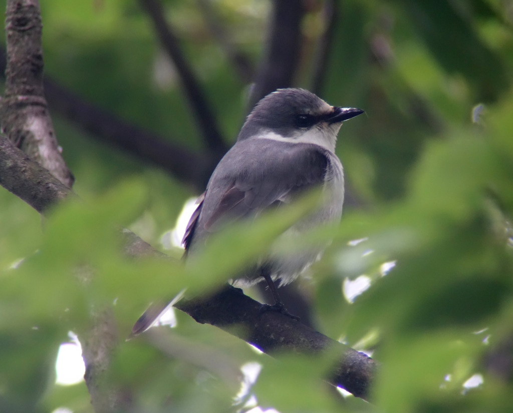 ashyminivet_RS1may30