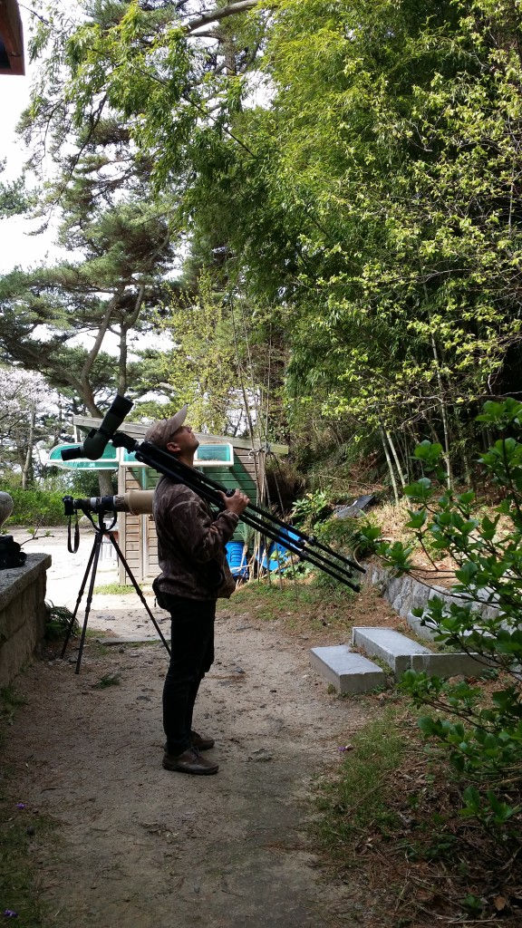 붉은가슴울새를 찾는 중