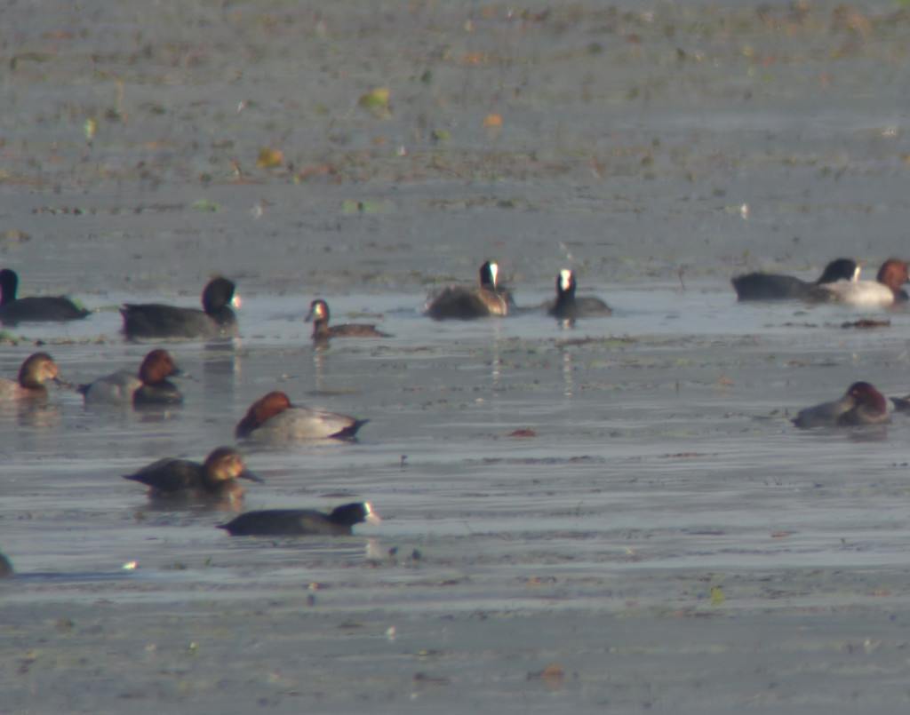 RS1_Tinyscaup_oct10