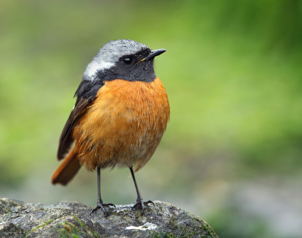 rdc daurian AP9F9442