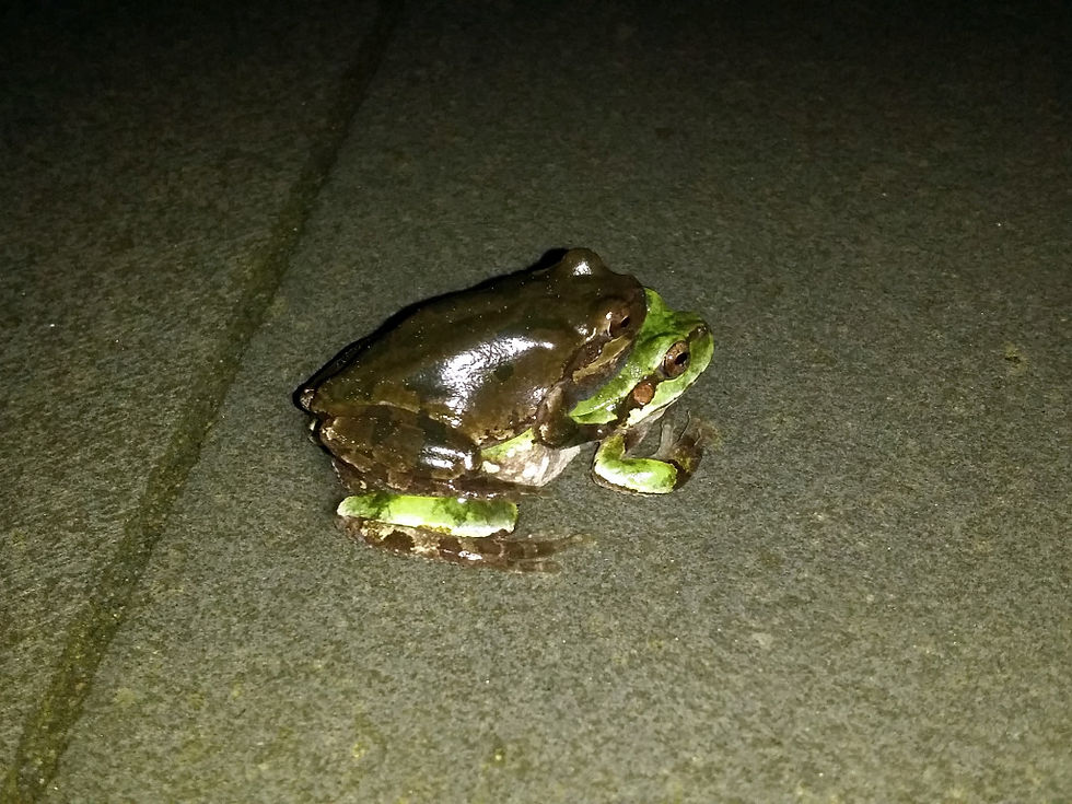 남이섬 분수대의 청개구리 한 쌍