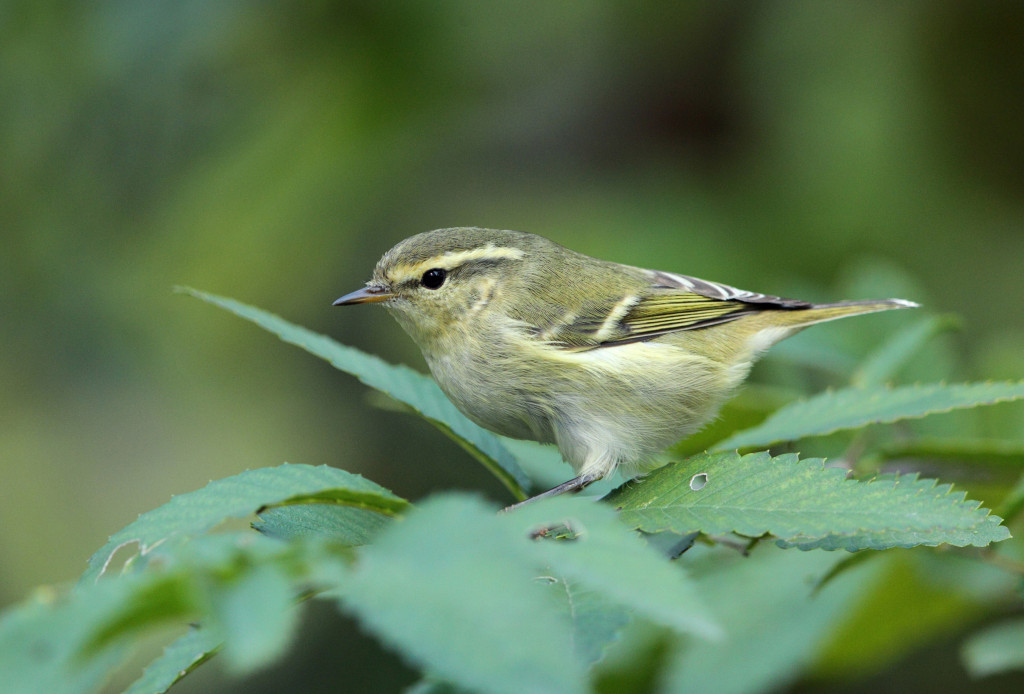 rdc yellow-browed warbler AP9F9834