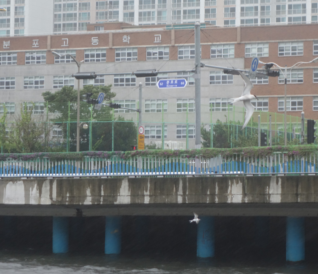 seawatchingin thecity_RS1