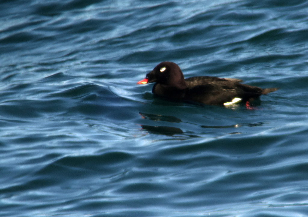 rs-WWScoter_NM