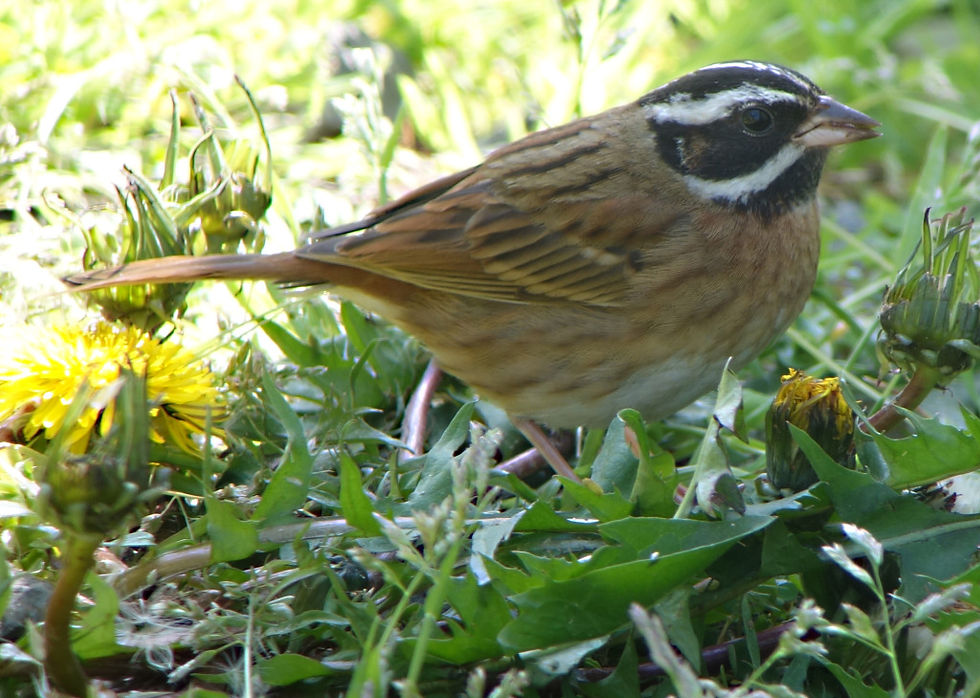 Tristram's Bunting Emberiza tristrami: one of the many species recorded during the 2015 Birdathon by "Team Moores-Loghry-Choi" © Nial Moores