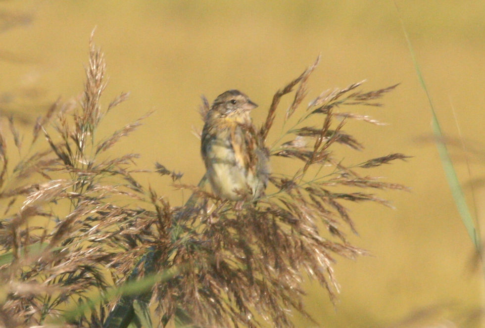 Yellow-breasted Bunting Emberiza aureola © Matt Poll