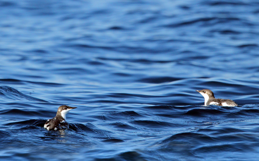 RS-rdc long billed murrelets AP9F0980-RNewlin