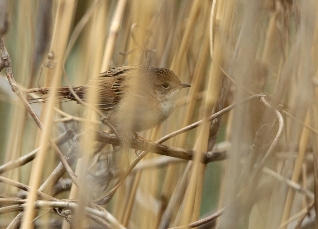grass marsh AP9F8177