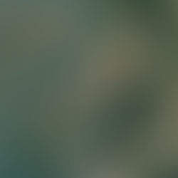 Winter Bird Census Counts within 13km of Muan International Airport