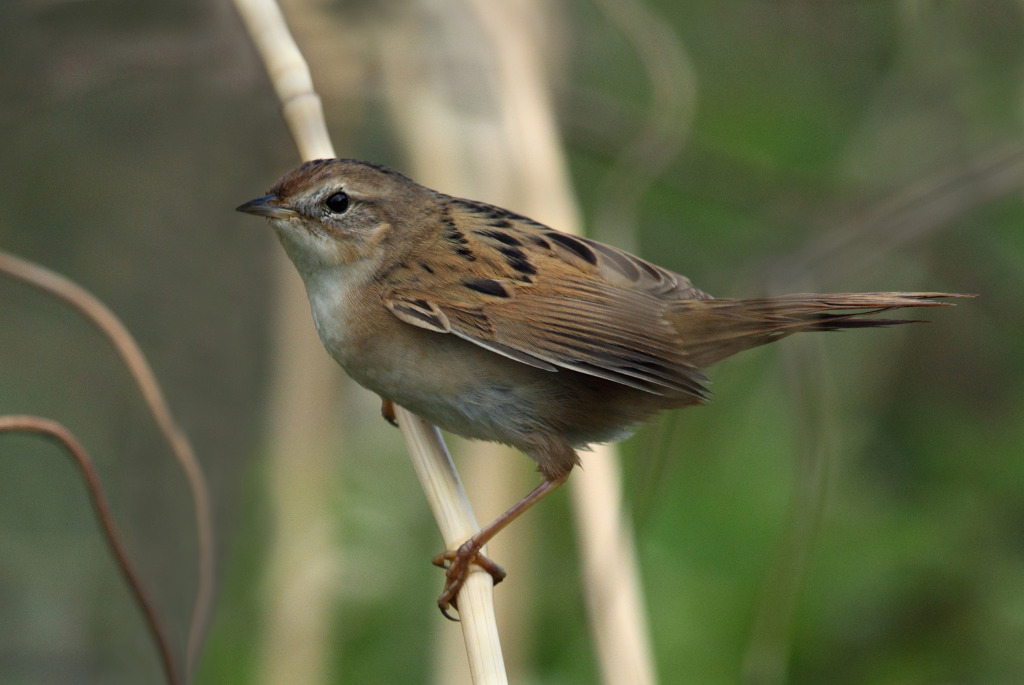 rdc marshgrass AP9F8188