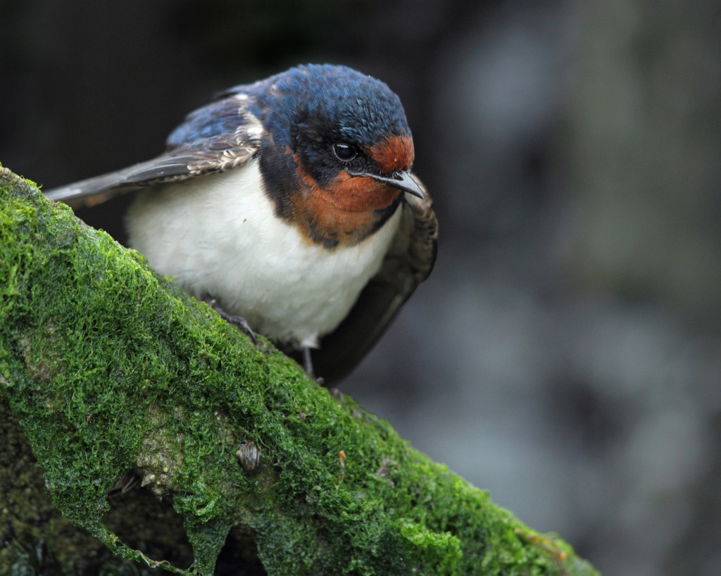 rdc swallow AP9F9540