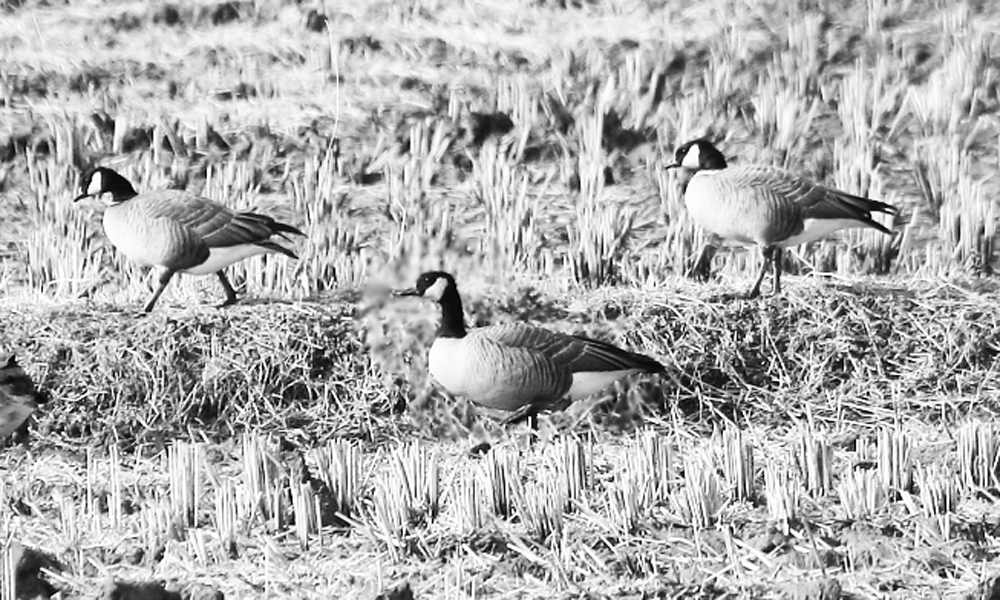 KSH_dec_2007_BWblur_2<1></1>