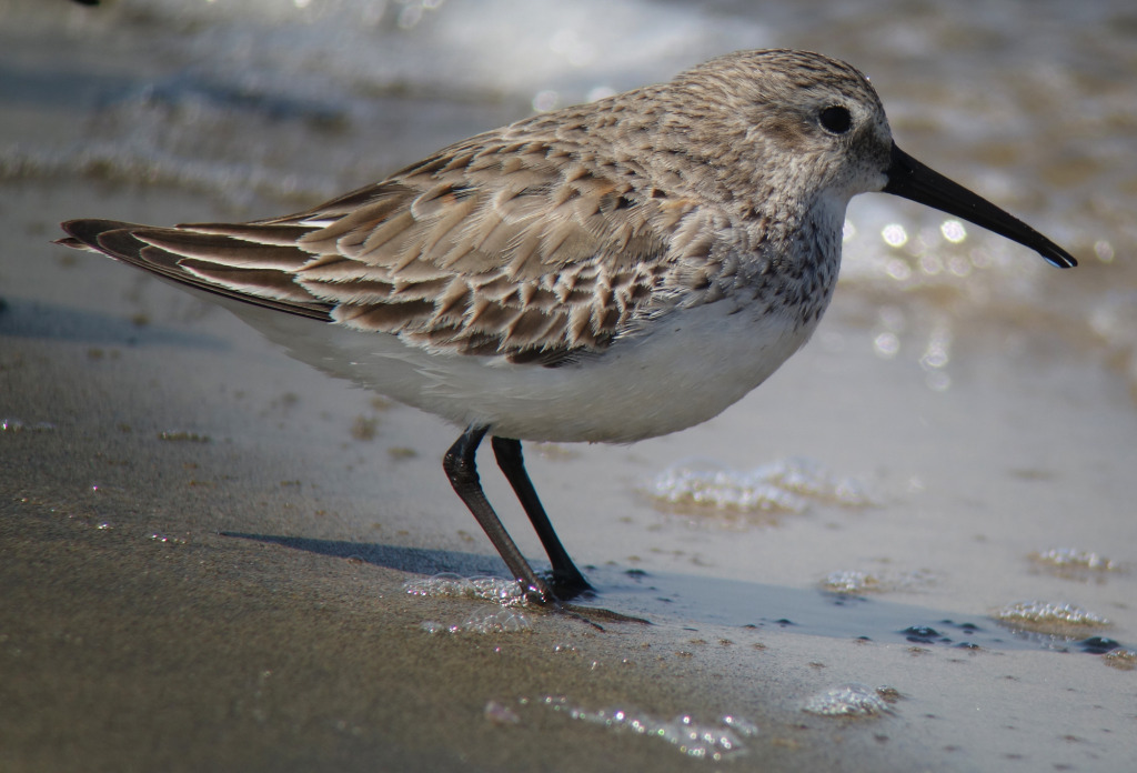 Dunlin4_RS