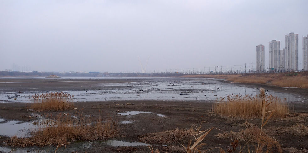 Dongmak Lagoon, Song Do, January 2015 with Black-faced Spoonbill breeding island towards the top left © Nial Moores