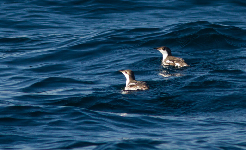 RS-LongBilledMurrelet_04 (1 of 1)-schakladar