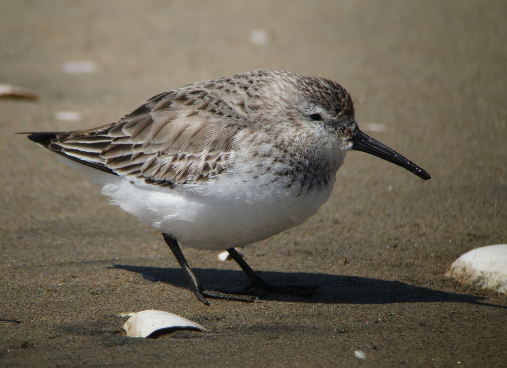 Dunlin10_RS