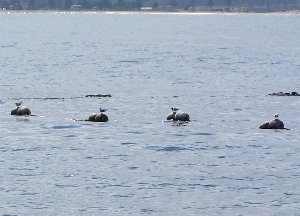 twoaleuts2commons_RS1_1500