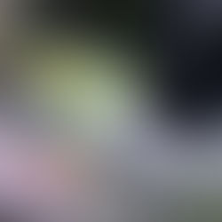 A silent leaf warbler on Marado, Jeju, on April 4th 2024: is it possible to identify out-of-range Claudia’s and Hartert’s?