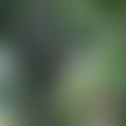 Fall Migration in Jeju City Parks, November 2024