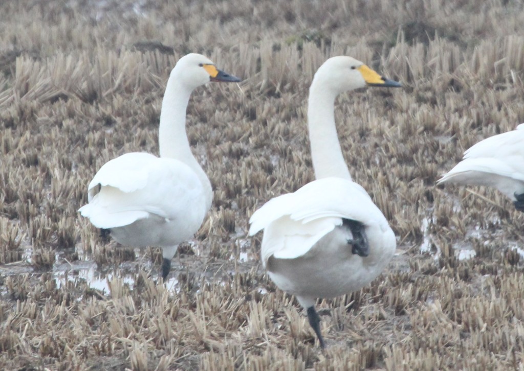 whoop and tund swan_MP