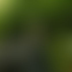 Fall Migration in Jeju City Parks, Late August - September 2024