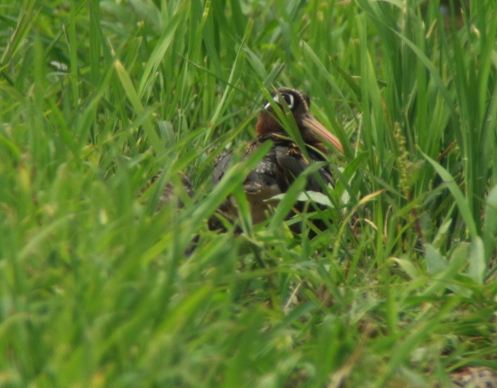 paintedsnipefemale_july18_suncheon)RS1