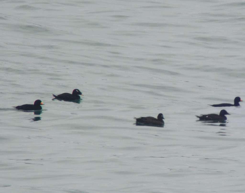 nov13-scoters_8