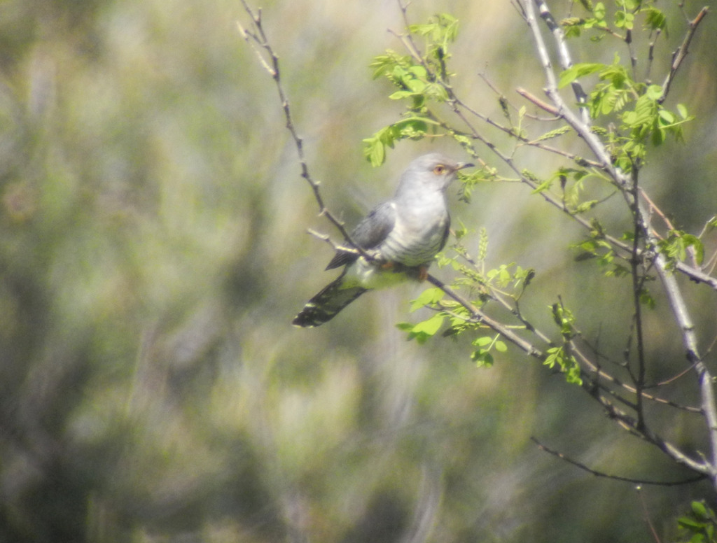 1_barkingcuckooaftersinging_May28_2014_RS5_DSCN2182