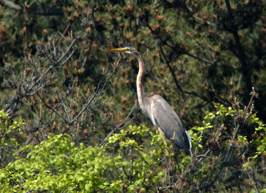 purpleheron_may20-RS1