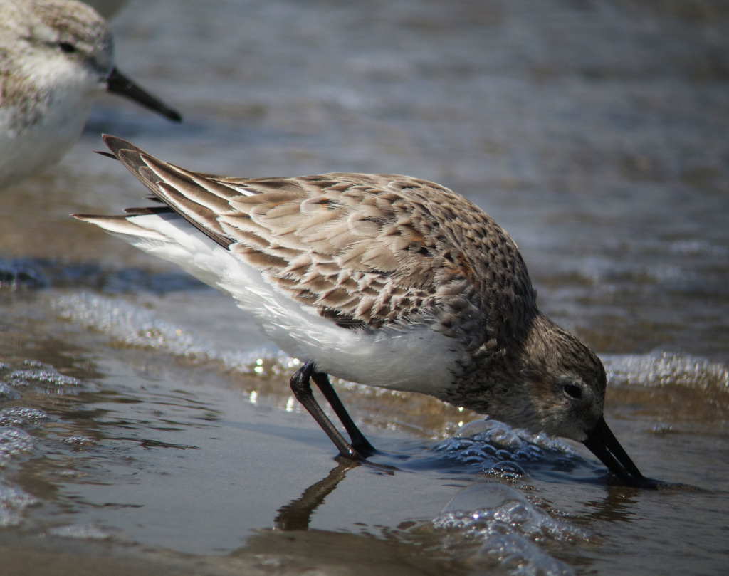 Dunlin6_feedingRS