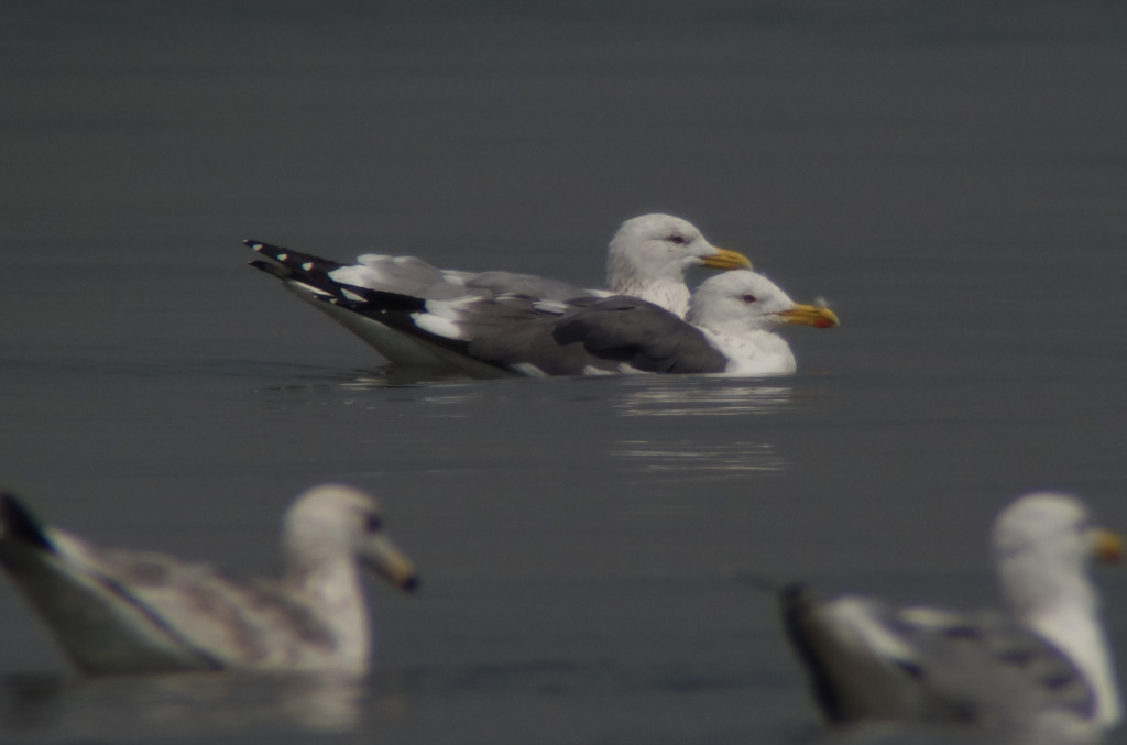 darkgull3_onwater_RS