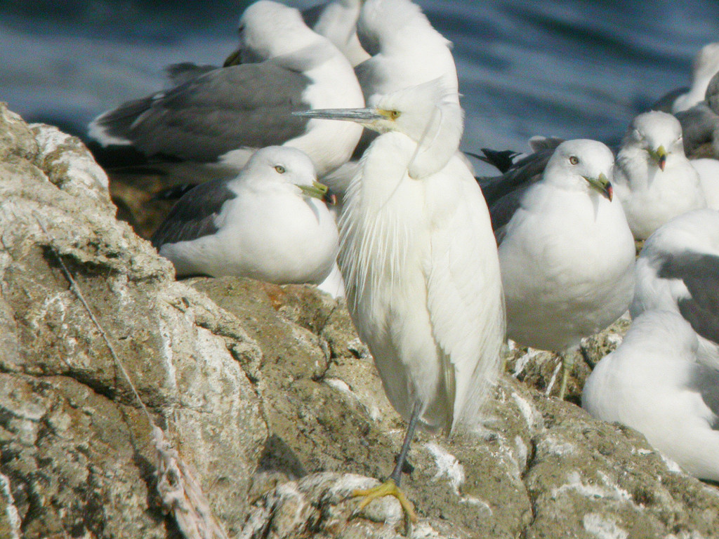 RS-lateJan2005_LittleEgret_Guryongpo_NM