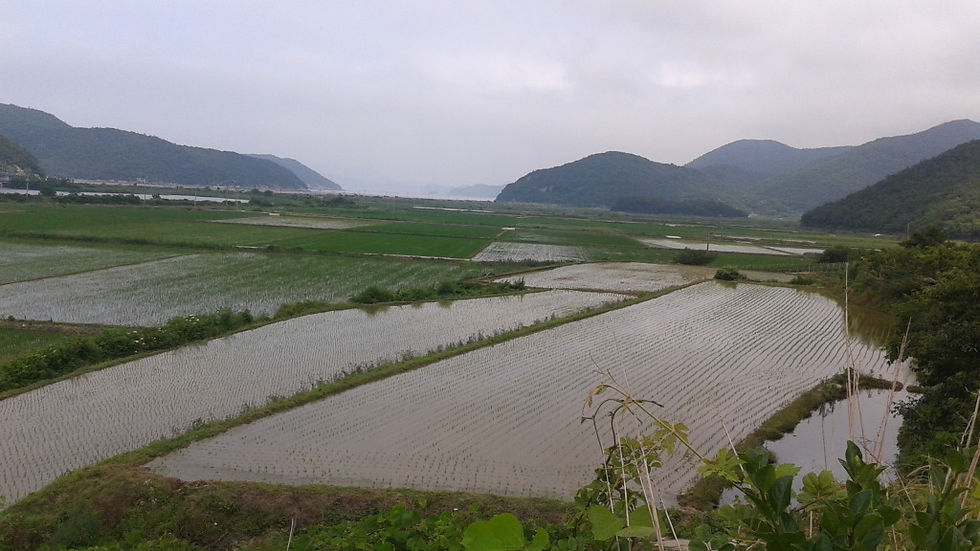 Goheung habitat © Matt Poll