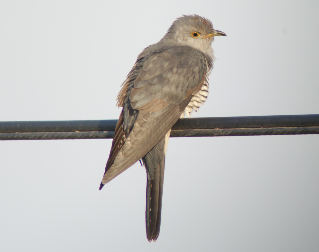 9-oddcuckoo_May22_2015_RS1