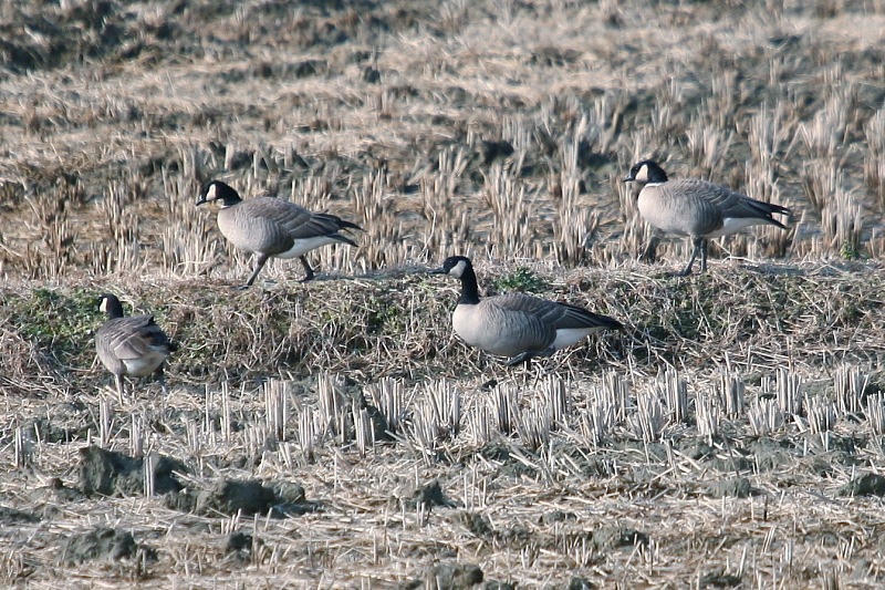 KSH_dec_2007_2<1></1>