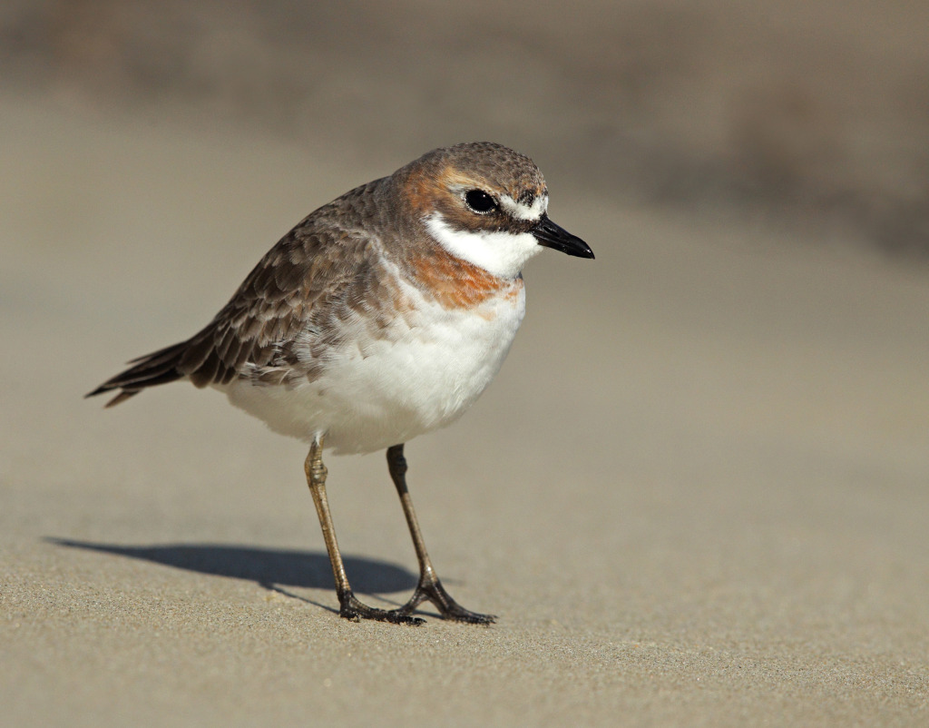 redc mongolian plover AP9F9649