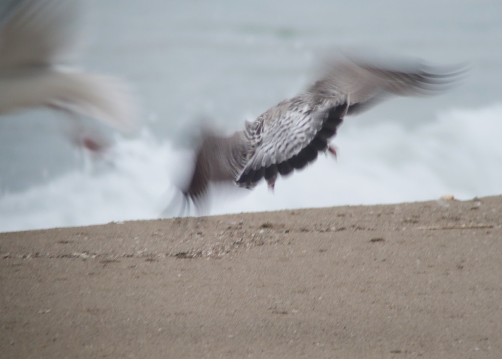 rs-comgull_NM2_68