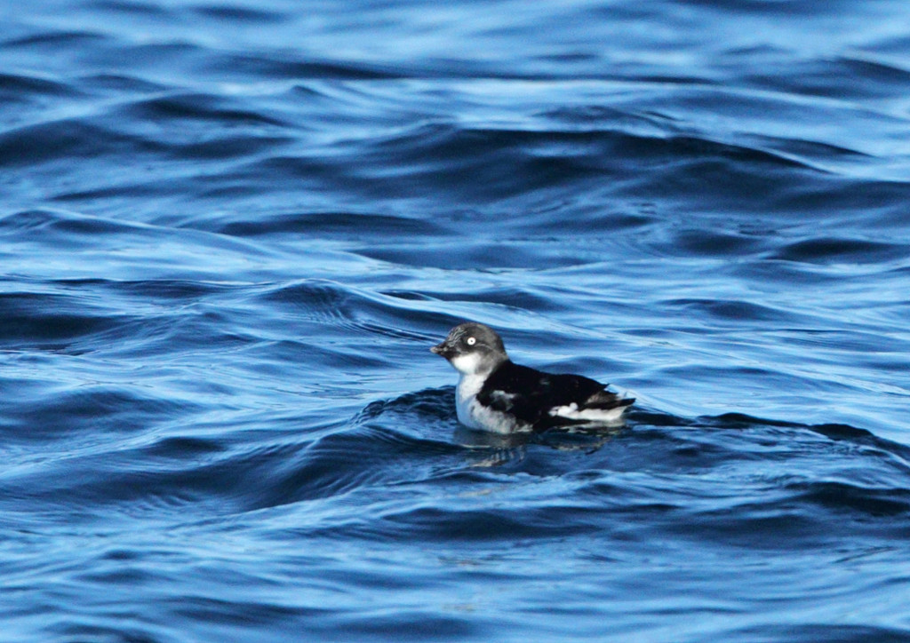 rs-least auklet AP9F0925-RNewlin