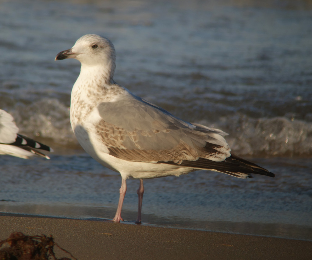 RS-TaimyrGull_-DSC06134