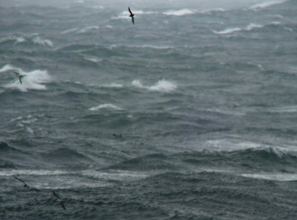 July17_largealldarkshearwater_RS2
