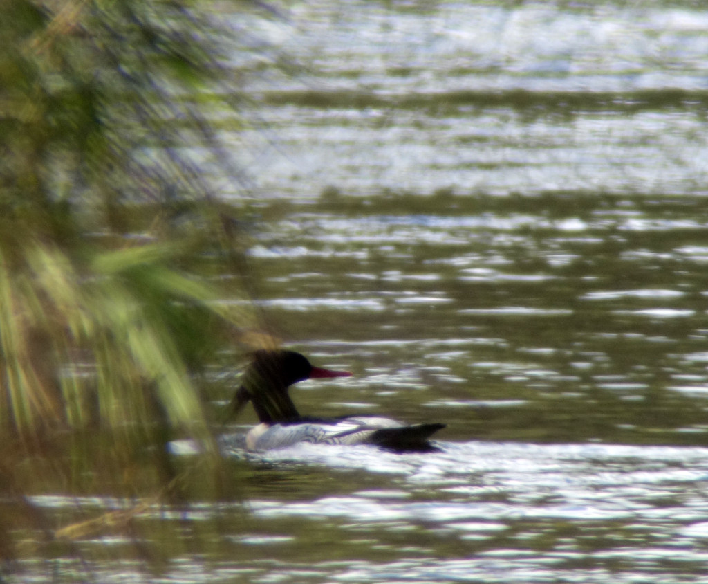 RS-merganser-poor-russia sep 2015 247