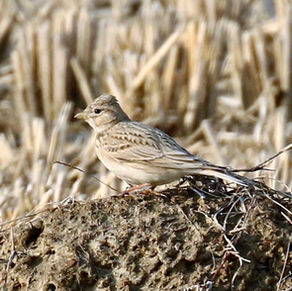 A Tale of Two Larks: Asian Short-toed Lark, March 7th, Gyodong-do