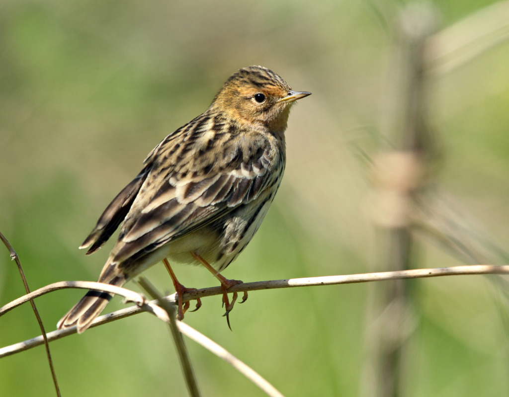 rdc rt pipit AP9F8609