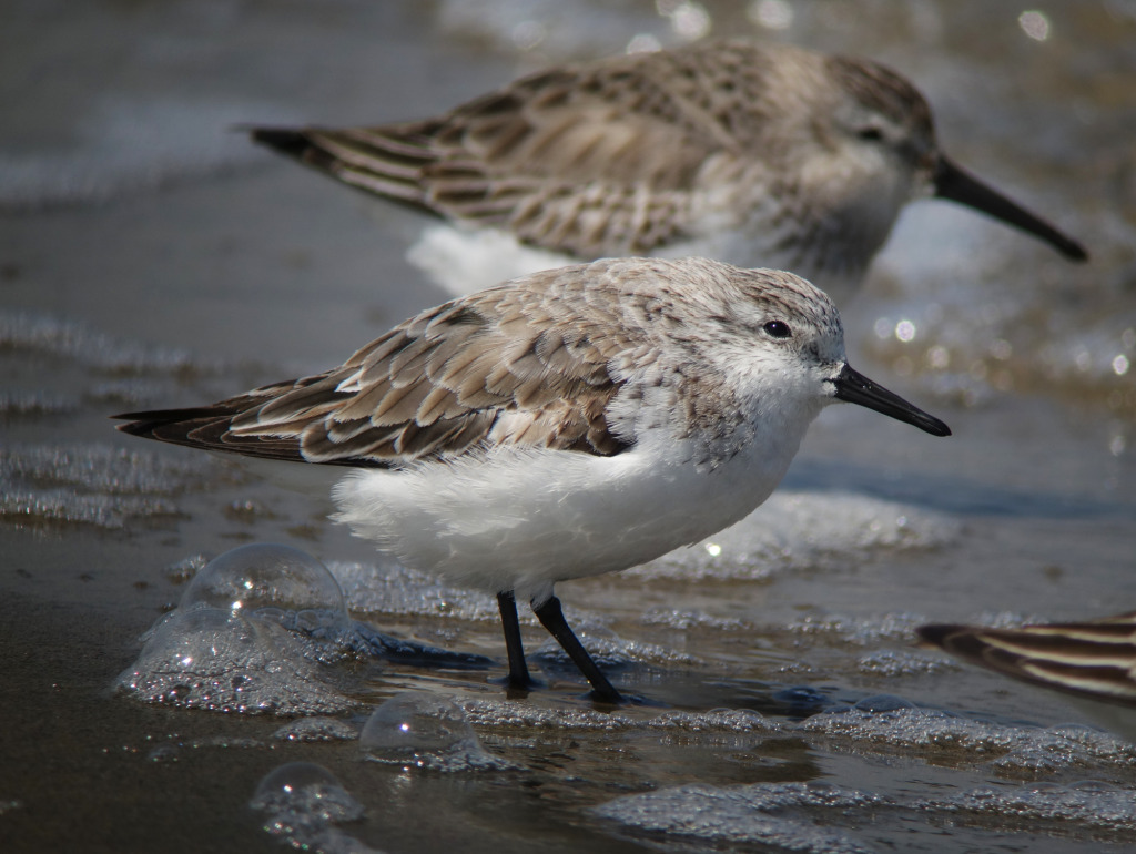 sanderling3_RS