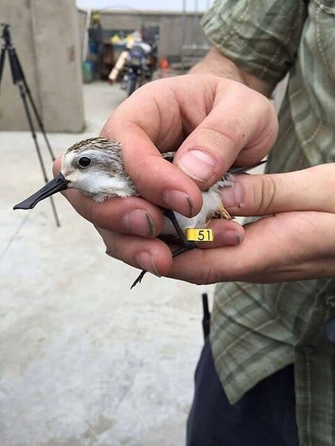Spoon-billled sandpiper in hand © Nigel Clark (BTO) and Jing Li (SBS in China)
