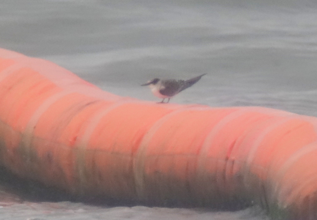 unknowntern_RS4DSC02860